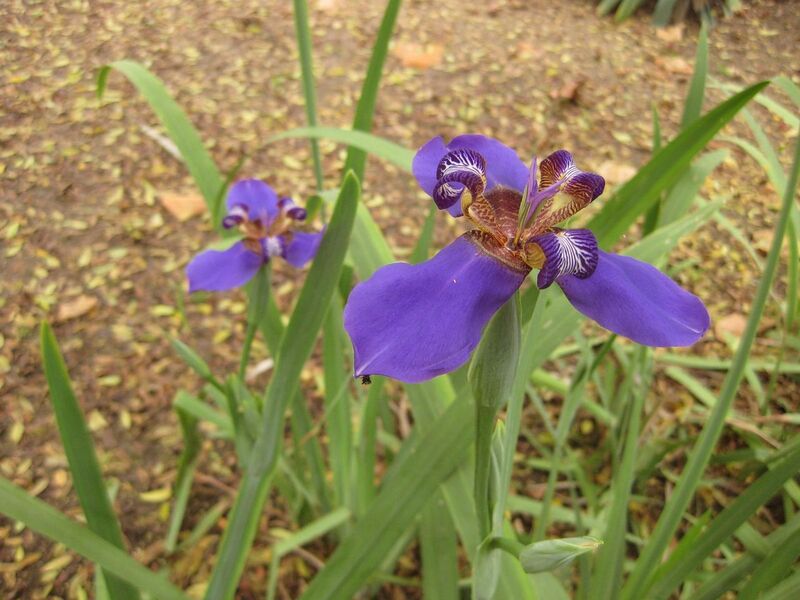 File:1280px-IMG 7027 hunt09jun.jpg