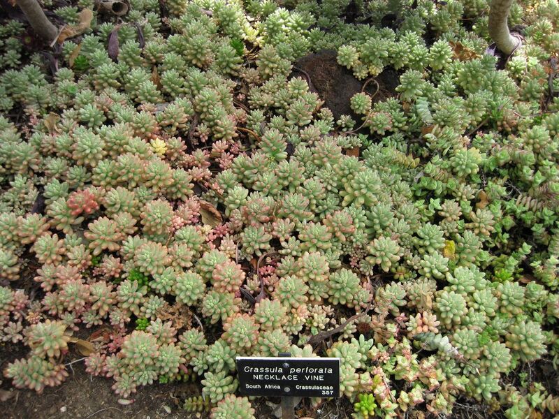 File:1280px-IMG 7478 hunt09jun.jpg