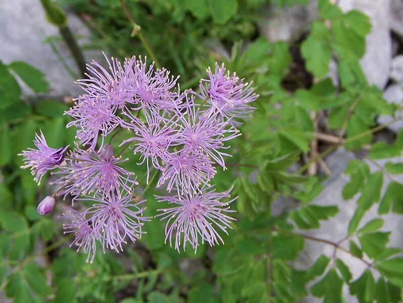 File:1280px-Thalictrum aquilegifolium a1.jpg