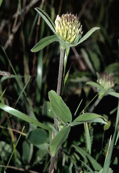 File:529px-Trifolium ochroleucon1 eF.jpg