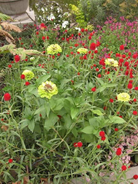 File:576px-IMG 1412 bbg09.jpg