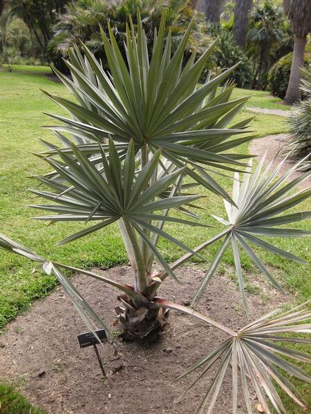 File:576px-IMG 4124 hunt0904.jpg