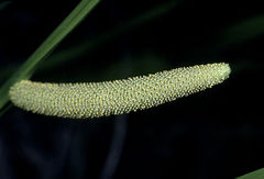 Sweet Flag (Acorus calamus) - spadix