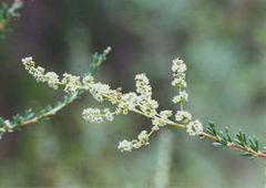Adenostema fasciculatum