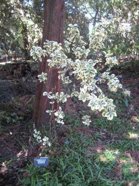 File:Euonymus-sp. variegated euonymus-IMG 7699 sfbg0308.jpg