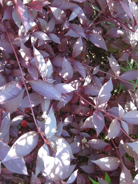 File:IMG 0014 nybg09.jpg