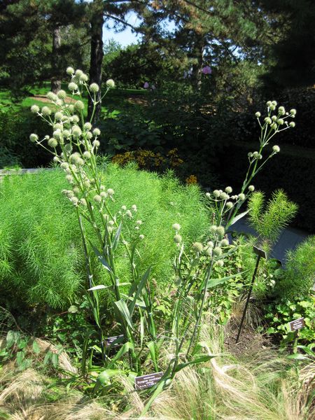 File:IMG 0082 nybg09.jpg