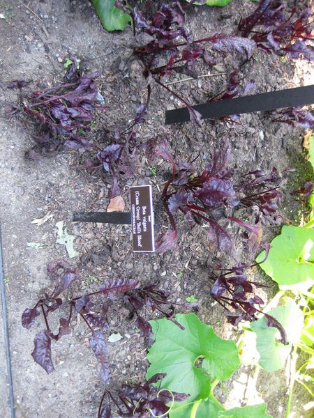 File:IMG 0386 nybg09.jpg