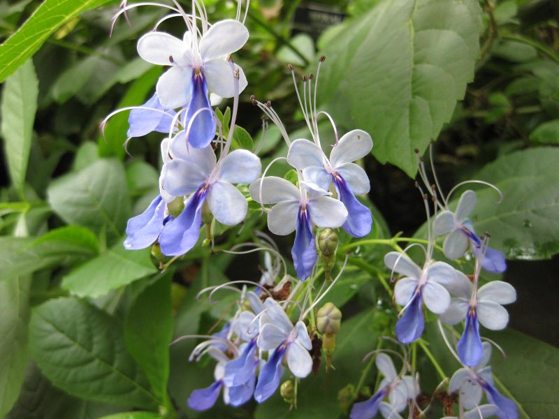 File:IMG 1185 bbg09.jpg