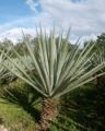 Agave sisalana (Sisal)