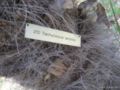 trachycarpus excelsa