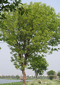 Cultivated tree