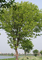 Thumbnail for version as of 08:57, 29 April 2025
