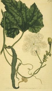 Trichosanthes cucumerina