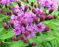 Thumbnail for version as of 04:36, 2 July 2007