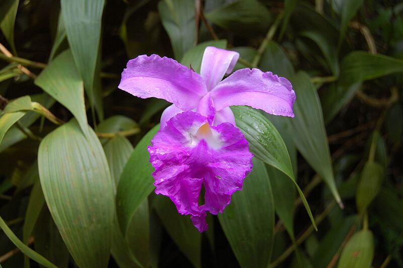 File:1024px-2007 sobralia macrantha.jpg