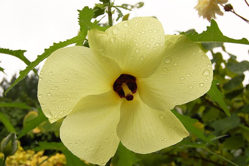 File:1024px-Abelmoschus manihot Flower 3000px.jpg