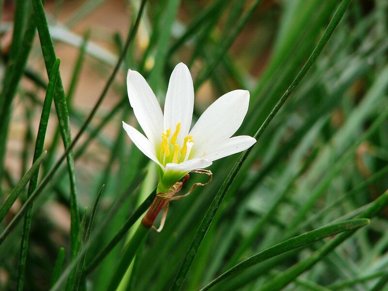 File:1024px-Arun image32.jpg