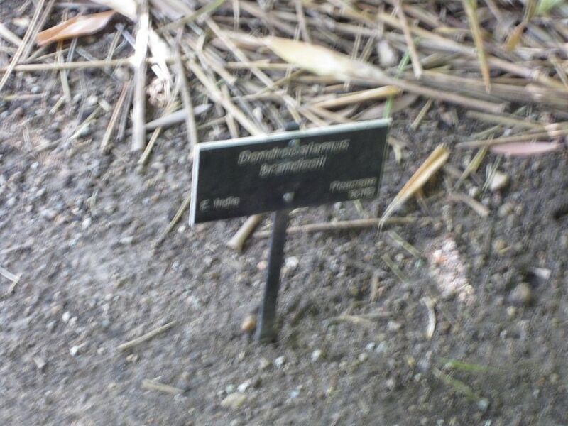 File:1024px-IMG 4200 hunt0904.jpg