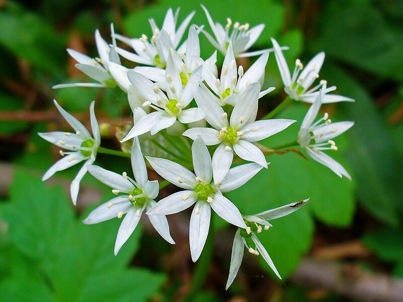 File:1280px-Allium ursinum 003.JPG