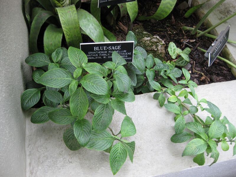 File:1280px-IMG 1043 bbg09.jpg