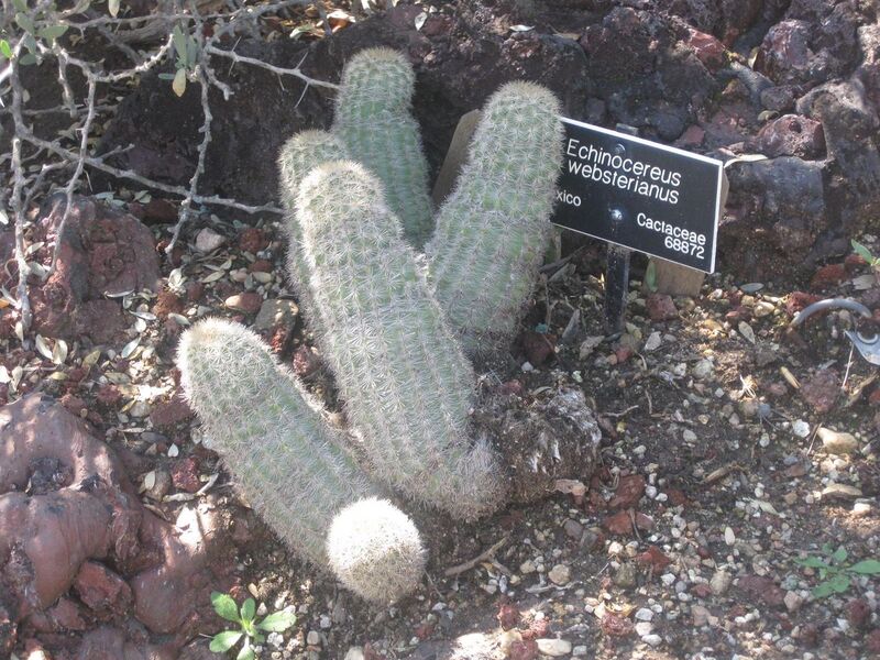 File:1280px-IMG 2433 hunt0903.jpg