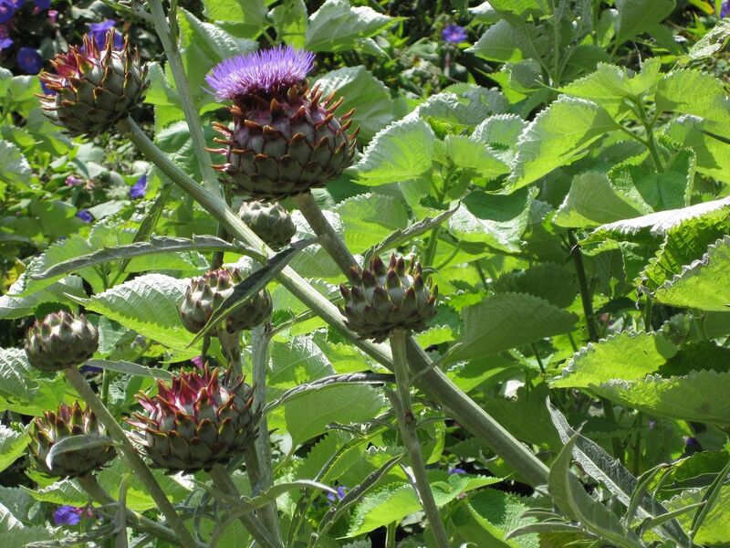 File:1280px-IMG 7647 hunt09jun.jpg