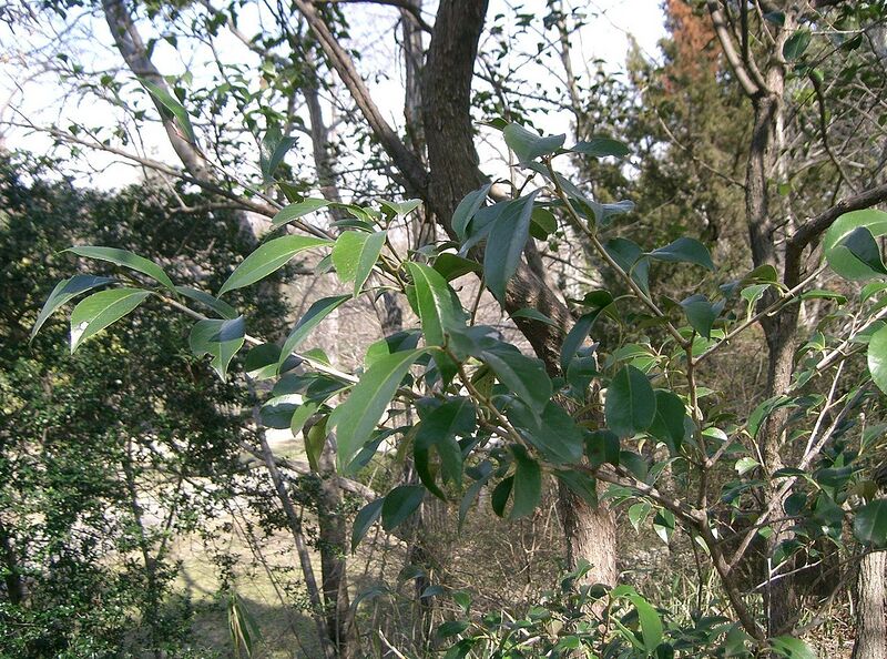 File:1280px-Vaccinium bracteatum2.jpg