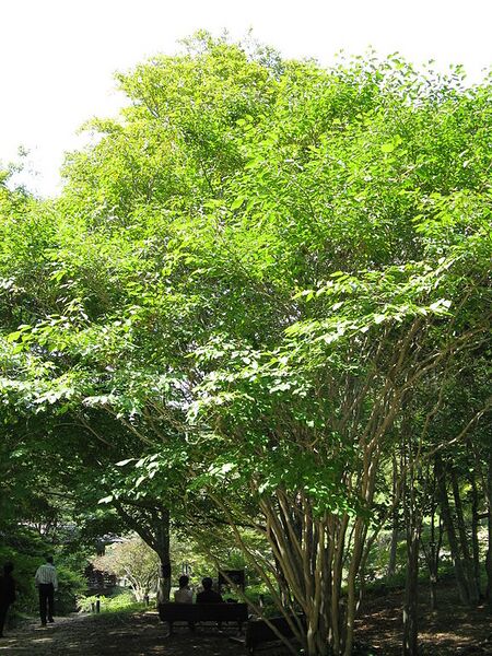 File:576px-Sapium japonicum3.jpg