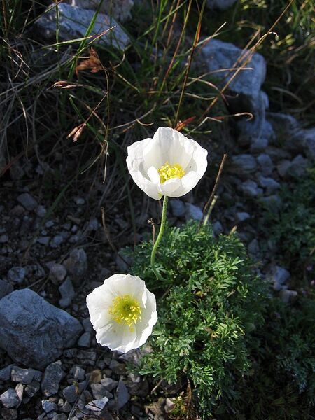 File:768px-Papaver alpinum01.jpg
