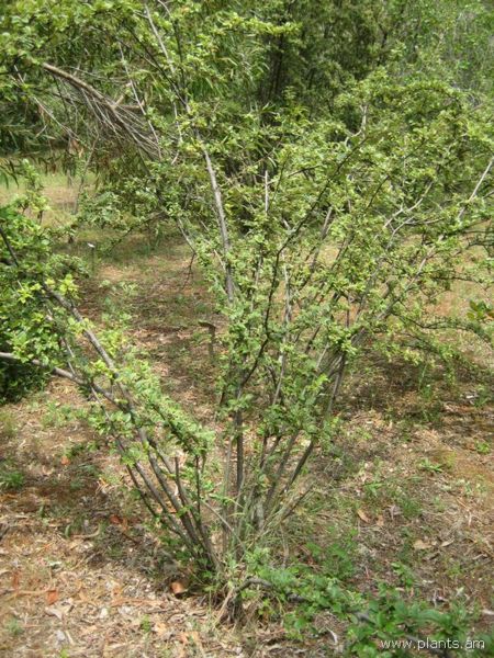 File:Cotoneaster glaucophylla-IMG 3194 lokrun.jpg