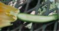Longtitudinal section of female flower of squash (courgette), showing ovary, ovules, pistil, and petals