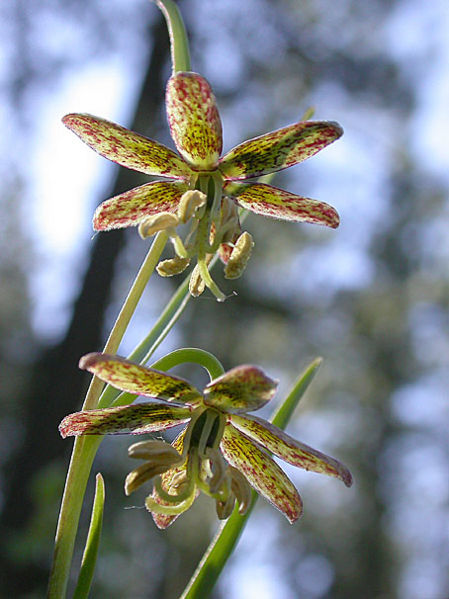 File:Fritillaria atropurpurea Spotted Mountain Bells 2.jpg