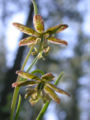 Thumbnail for version as of 22:11, 9 October 2008
