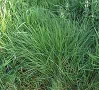 Agrostis tenuis