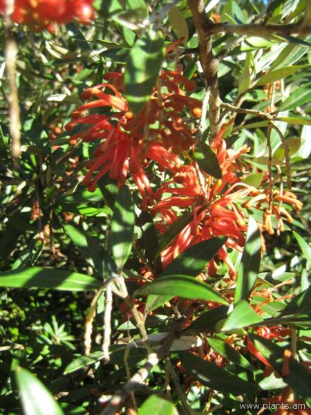 File:Grevillea victoriae-royal grevillea-IMG 7014 sfbg0308.jpg