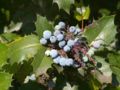 Mahonia