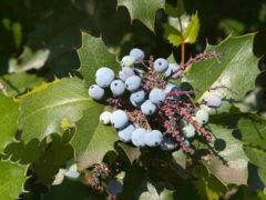 Mahonia japonica fruit