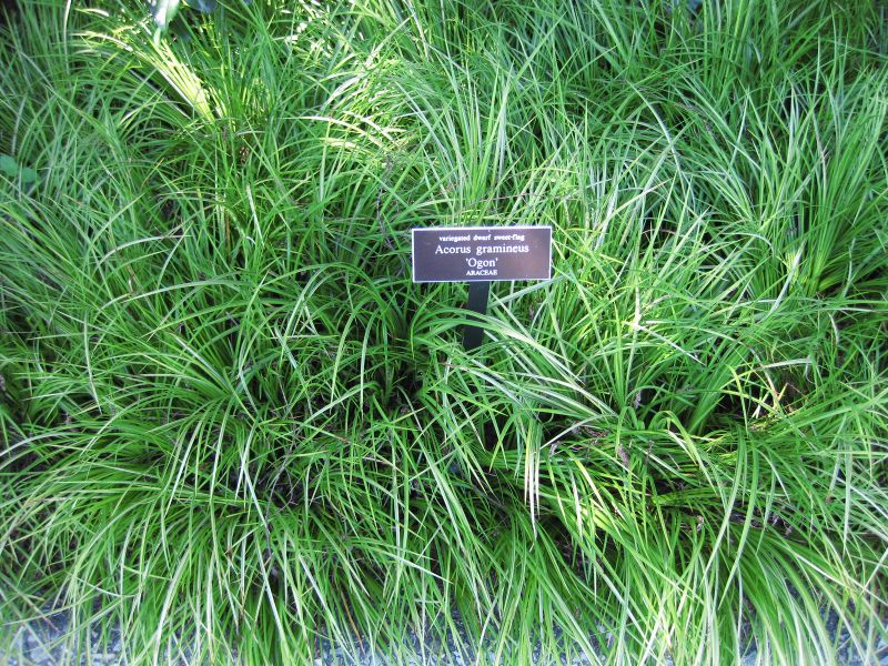 File:IMG 0301 nybg09.jpg