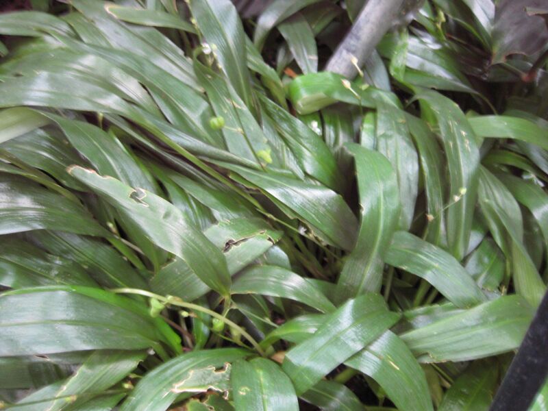 File:IMG 1106 bbg09.jpg