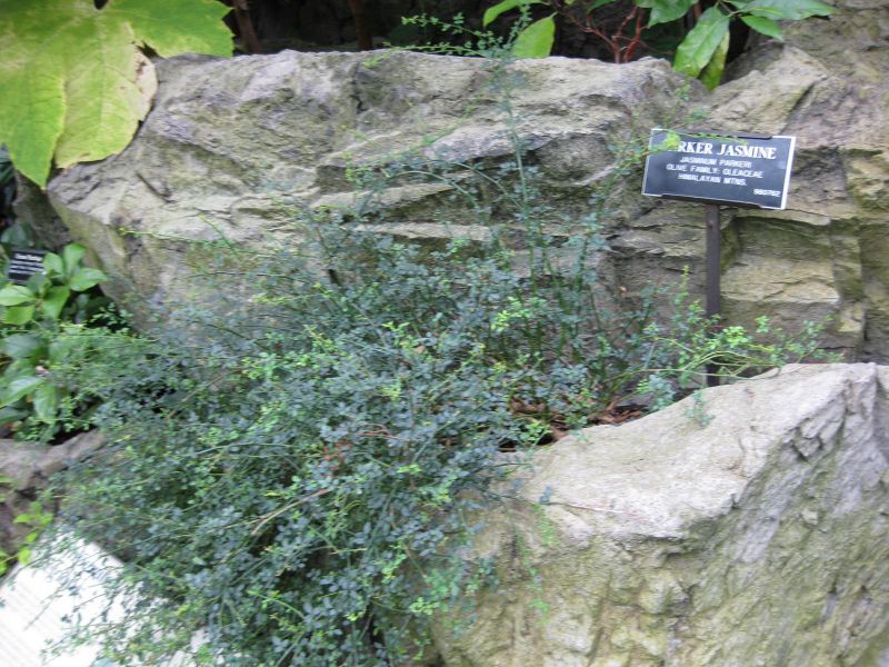 File:IMG 1217 bbg09.jpg