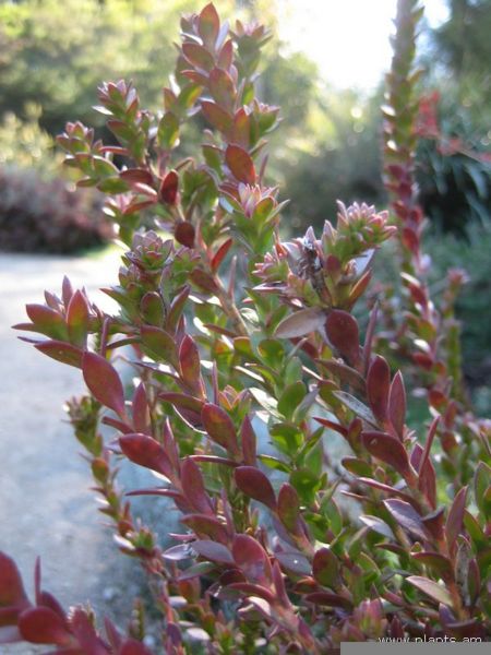File:Isopogon buxifolius-narrow leaf drumsticks-IMG 6921 sfbg0308.jpg