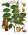 Myroxylon balsamum from Koehler's Medicinal-Plants (1887)