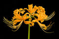 Lycoris aurea, a species with long stamens
