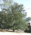 Magnolia grandiflora (Southern magnolia) - a large tree at Hemingway, South Carolina