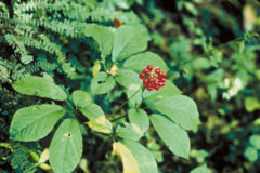 Panax quinquefolius foliage and fruit