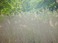 Roadside reed left from previous year, in Hungary