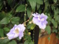 Thunbergia grandiflora