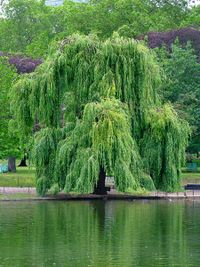 Weeping Willow