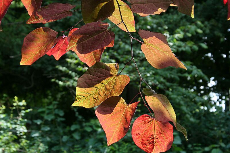 File:1024px-Cercis canadensis 'Forest Pansy' JPG1Fe.jpg